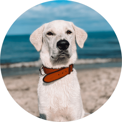 summerfield-booking-team-buddy